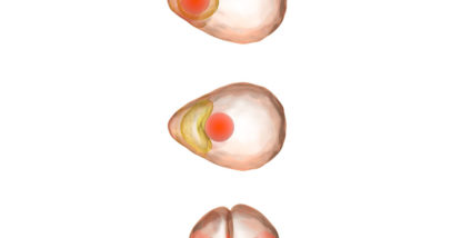 Animal Cloning Process, Illustration